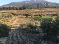 Saklıkette zeytinlik 4