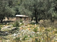 Fethiye Karadere ünlü Patara pilajına yakın 78 dönüm Zeytilik 5