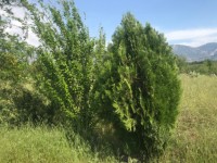 Fethiye saklıkentte organik  bahçe 74000 metre 34