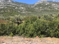 Fethiye Karadere ünlü Patara pilajına yakın 78 dönüm Zeytilik 26