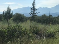 Fethiye saklıkentte organik  bahçe 74000 metre 16