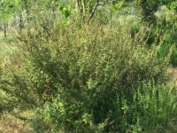 Fethiye saklıkentte organik  bahçe 74000 metre 36